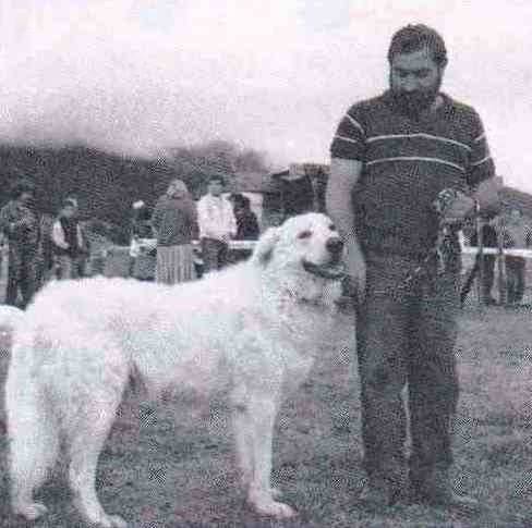 LA STORIA Allevamento Del Velino Sirente Cani Da Pastore Maremmano